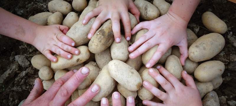 Kartoffelernte am Biobauernhof in Vorau