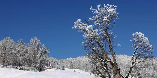 Skifahren in der Region Joglland - Waldheimat (C) Gery Wolf